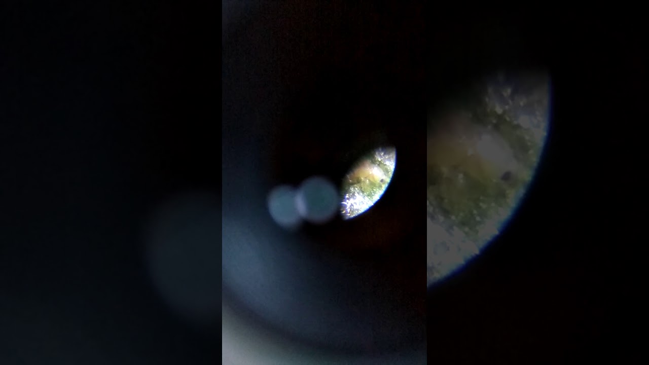 Russet Mites/Hemp Mites HELP how do I kill them??