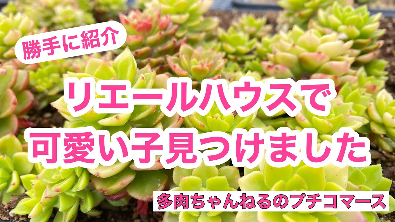 多肉植物】リエールハウスで可愛い子見つけたので💖勝手に紹介します