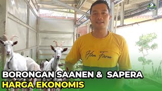 SAANEN & SAPERA PAKET BORONGAN HARGA EKONOMIS