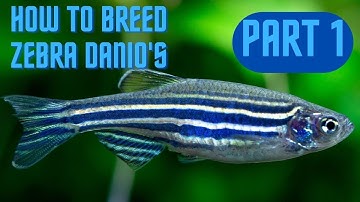 How to breed zebra danio
