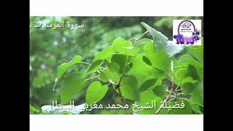 سورة المرسلات - الشيخ محمد البيطار