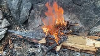 Live funeral fire for bugs in catnip toy