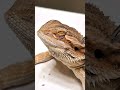 Reptile shed removal  noseeareyelegedition  chucknorrizbeardeddragons stayrad