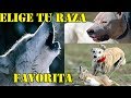 Elige tu raza de perros de trabajo favorita y colabora con nosotros