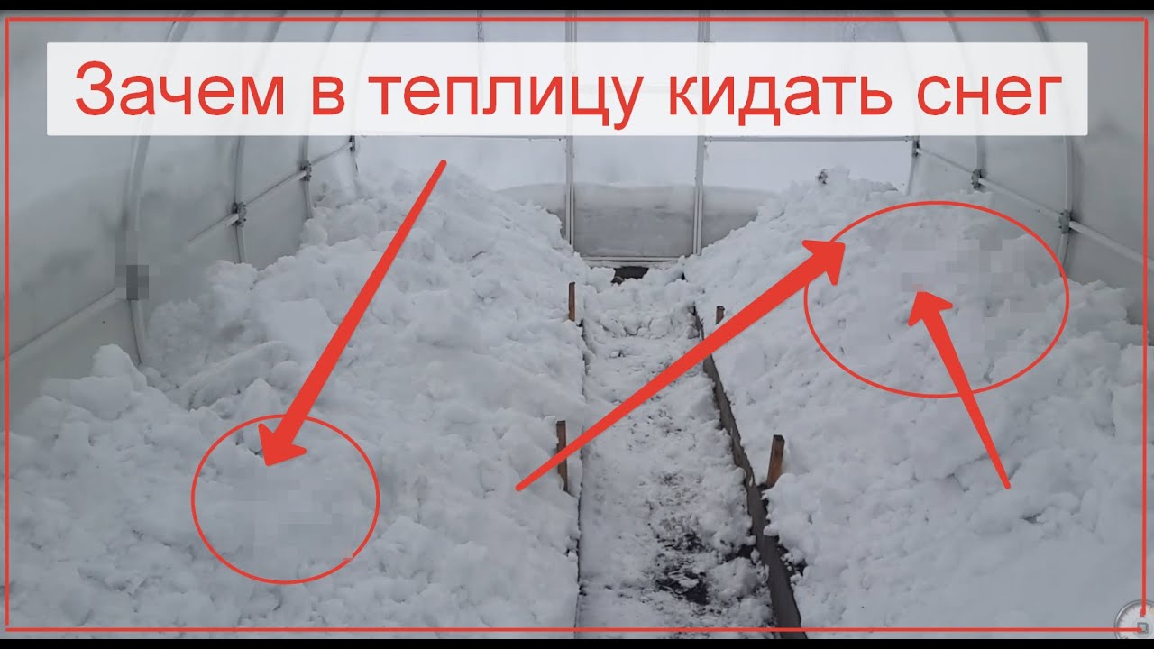 Нужно ли кидать снег в теплицу. Накидывание снега в теплицы. Зачем кидать снег в теплицу. Снег в теплицу накидать. Теплицу раздавило снегом.