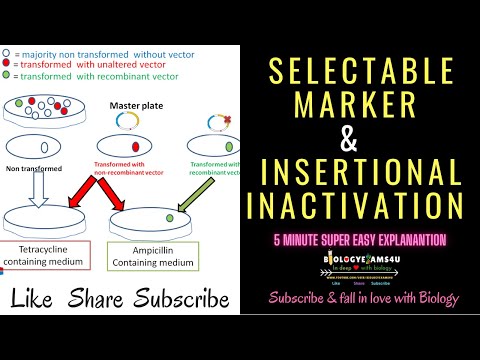 Selectable Marker: Definition || How Selectable Marker helps in selection of recombinant colonies?||