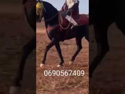 حصان من خيرات دار بوعزة