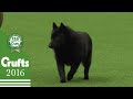 The Schipperke - Exclusive Behind the Scenes with Best of Breed Winner | Crufts 2016