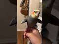 Bounce Yums Fast Enough and he will Doo #cockatiel #parrot #bird