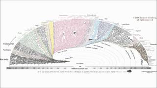 Richard Dawkins - Evolution: Fact or Theory?