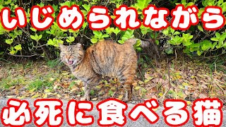 食後の猫たちにいじめられながら必死に食べる猫 さくらねこへの給餌 地域猫ボランティアさん急逝後に火事エリア 癒され野良猫動画 感動猫動画