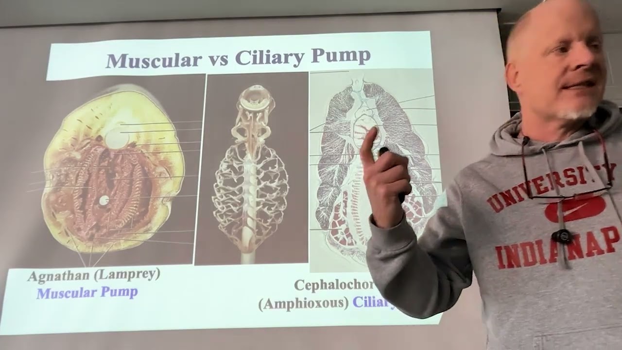 Video Lecture 3, Part1     Comparative Anatomy 01/2026