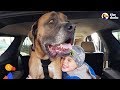 HUGE Dog Learns To Walk Again So He Can Be With His Favorite Boy - GRIZZY | The Dodo