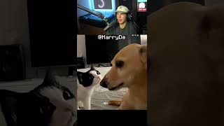 KATZEN HABEN ANGST FOR NICHTS!?!...😏 (Reaction) #minecraftshorts