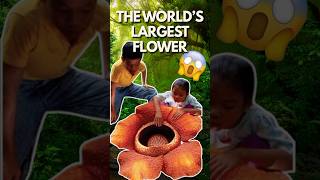 The World’s Largest Flower?😱😱 Duniya ka sabse bada phool!! #trending