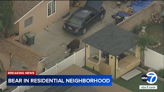 Bear spotted strolling through SoCal neighborhood