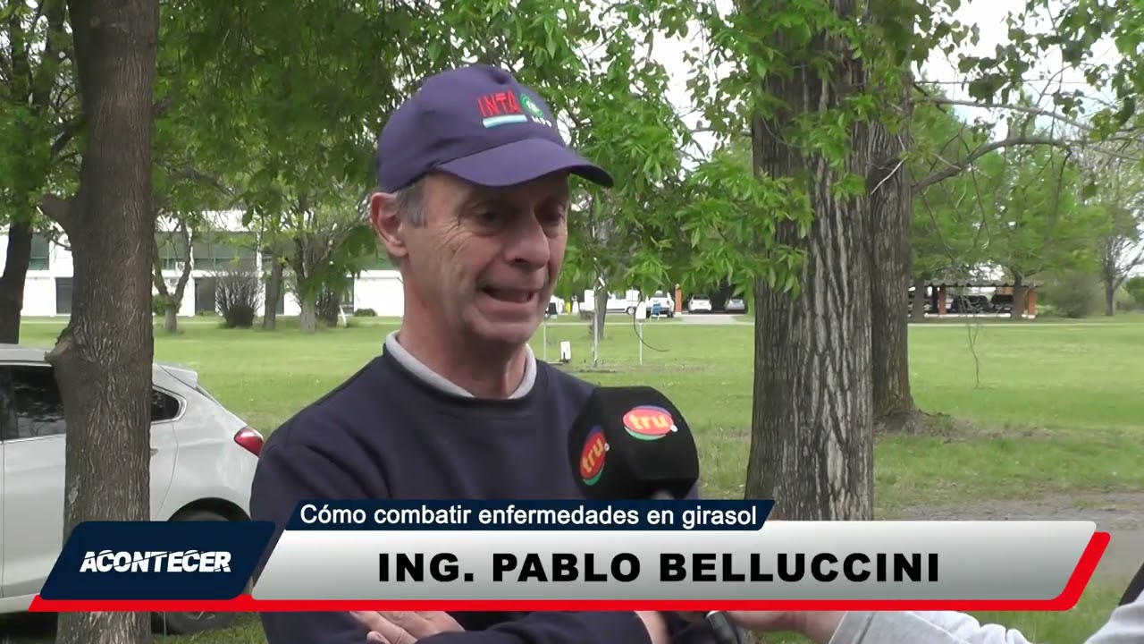 ¿Cómo combatir las enfermedades en el girasol?