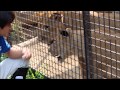 大好きな飼育員さんと  in  桐生が岡動物園 の動画、YouTube動画。