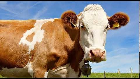 Cow sound effect HQ