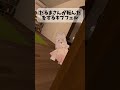 【VRchat】だるまさんが転んだをするキプフェルが可愛すぎる#vrc #vrchat #shots #shortvideo