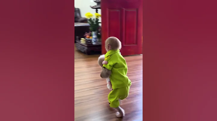 Bibi gets toys for Lala to play with #bibimonkey #monkey #funny #cute  #animals #monkeybibi #shorts