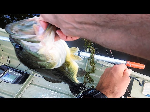 Big Largemouth Bass Fishing - 25 POUND+ STRINGER - Finesse Fishing the  Berkley 4 Power Worm 