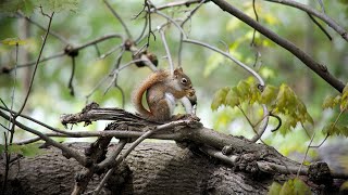 Husky Oskar - Sometimes Everything Goes Right screenshot 5