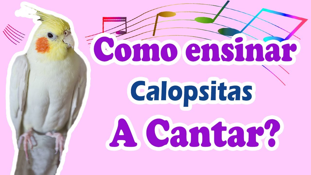 Como ensinar calopsita a cantar - como ensinar a calopsita a falar e ...