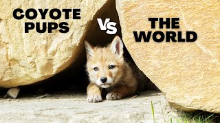 Coyote Pups vs the World: The Early Struggles of Survival screenshot 3