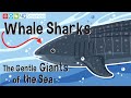 Whale Shark Facts and Conservation