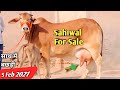 Pure Sahiwal Cow With 2 Days Female Calf👍 18-20 Liter Milk 👍 #Sahiwal Cow Videos Dairy Cow Farm Talk
