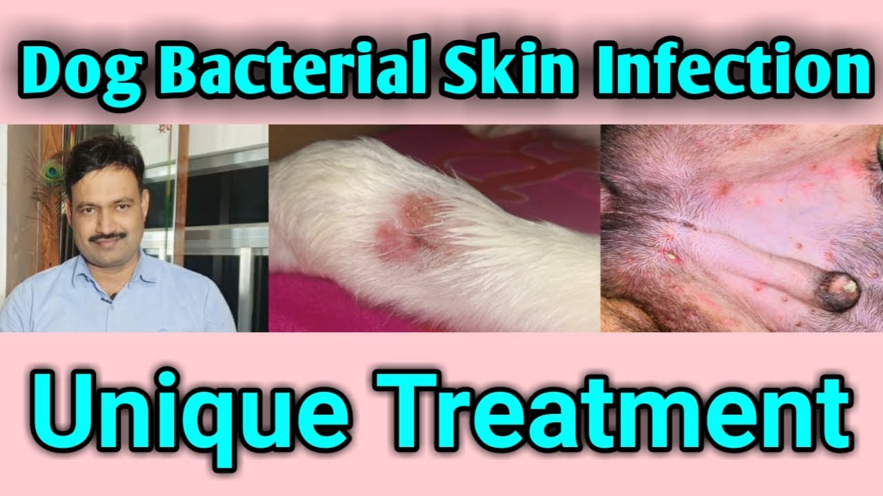 Bacterial Skin Disease In Dogs