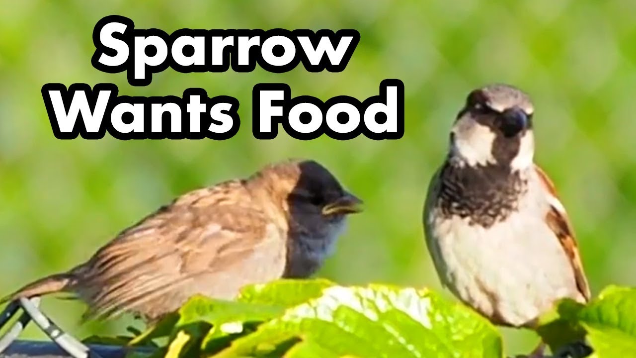 House Sparrow Begs For Food Birds Waiting For Food Small Brown Wild
