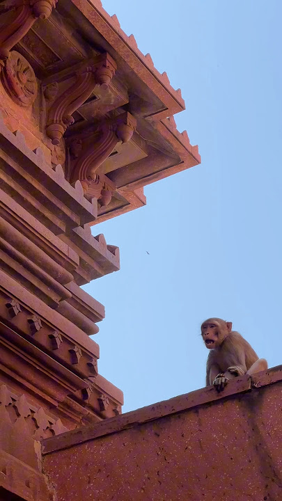 Vrindavan series part 7 Vlog nidhivan 🙏🌸#vlog #vivekhada