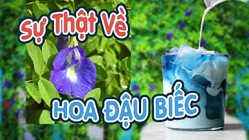 HOA ĐẬU BIẾC có CHỮA BÁCH BỆNH như lời đồn? | Sức Khoẻ Mỗi Ngày | #1