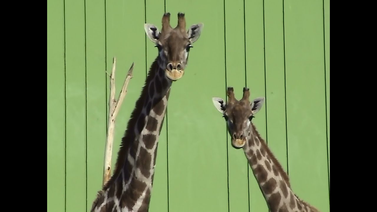 やっぱりガン見してくるケープキリン姉妹 釧路市動物園 South African Giraffe Youtube
