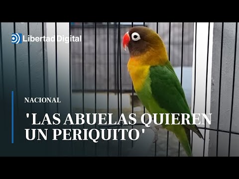 Video: Limbo legal de los animales de apoyo emocional amenazados por los fraudes