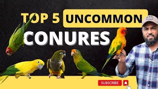 TOP 5 UNCOMMON CONURES  Beyond the Common Conures | Meet 5 Unique and Exotic Conure Species #Conure