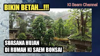 Bikin betah...Suasana Hujan di Rumah Ki Saem Bonsai