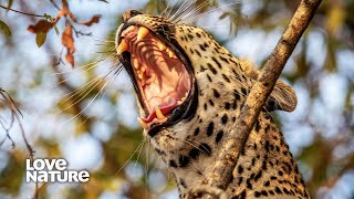 Young Leopard Enters Older Leopard's Territory and Wages War by Love Nature 260,779 views 2 weeks ago 9 minutes, 27 seconds