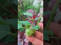 Nhota Nhotiyan Or Manittakali Is A Very Medicinal Plant Nhota Nhotiyan Or Manittakali Is A Very Medicinal Plant
