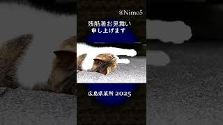 残酷暑お見舞い申し上げニャン