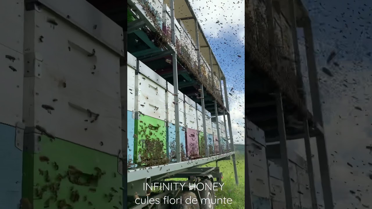 INFINITY HONEY - cules flori de munte