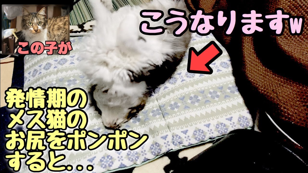 ネコ 発情期のうちのメス猫をポンポンすると Youtube