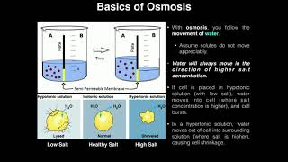 A&P I Lab | Exercise 3a: Diffusion, Osmosis, & Diffusion Rate