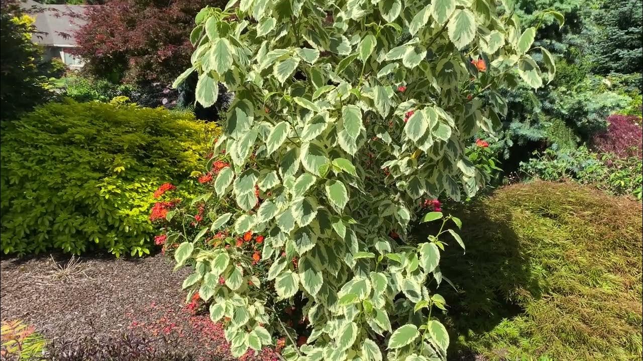Dove Tree ‘Lady Sunshine’ (Davidia involucrata) - YouTube