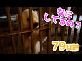【初掃除】掃除してるのが気になる赤ちゃん【79日齢】Polar Bear Baby Growth Record(Day 79)