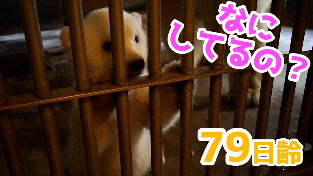 【初掃除】掃除してるのが気になる赤ちゃん【79日齢】Polar Bear Baby Growth Record(Day 79)