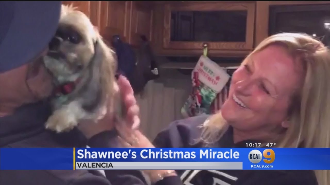 Dog Reunited With Owners After More Than 3 Years Apart - YouTube