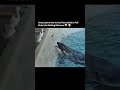The ocean’s genius predator